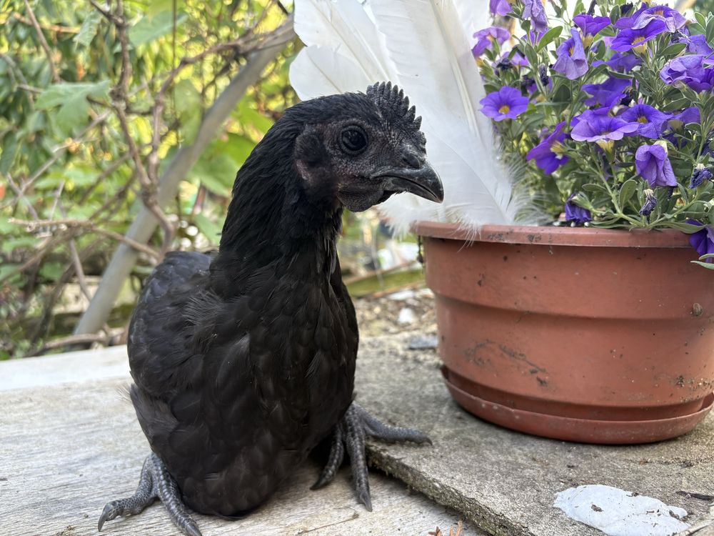Ayama cemani kogut oraz kura wielkanocna  czarne kury