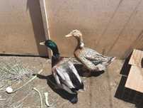 Ovos Galados Patos Rowen