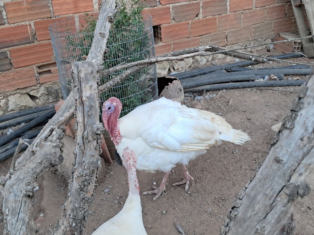 Duzia ovos de perúa galados