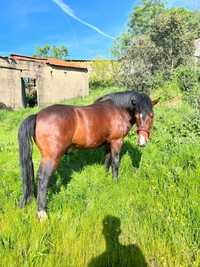 Cavalo garrano livro azul