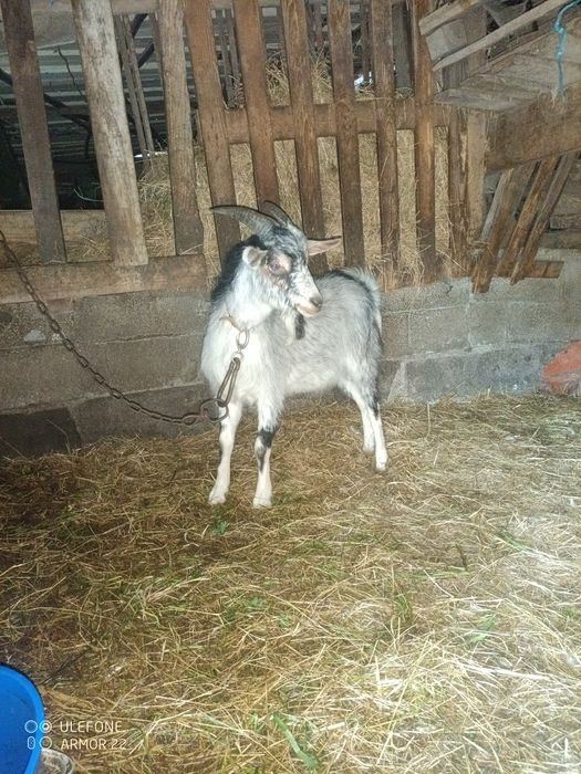 Vendo casal de cabras
