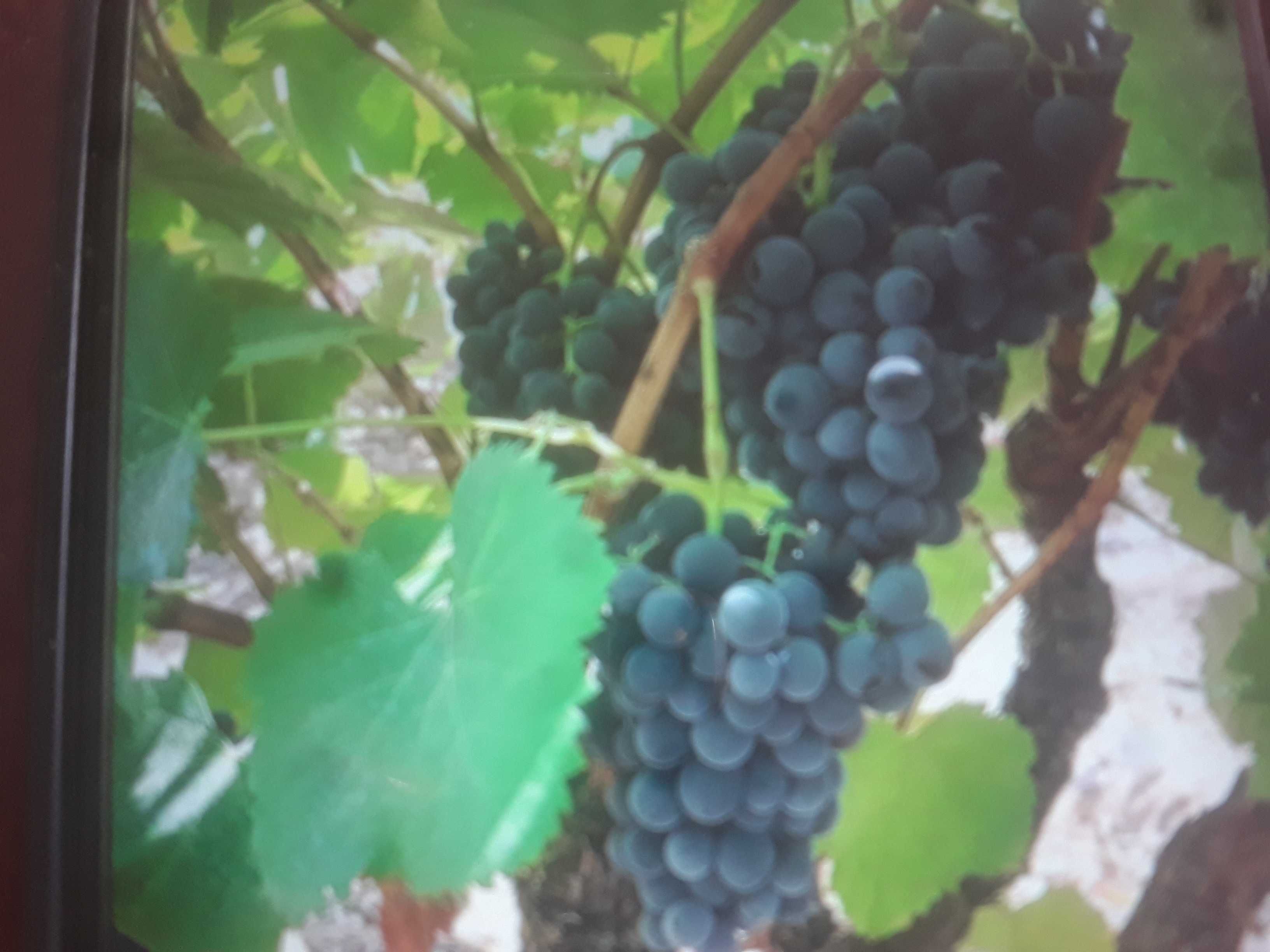 Uvas brancas e pretas