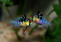 Ramireza (ryba akwariowa)