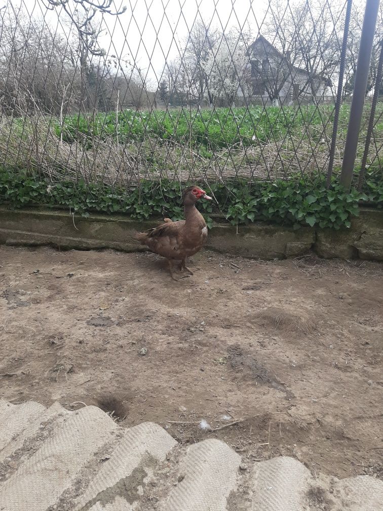 Sprzedam kaczory i kaczkę francuską