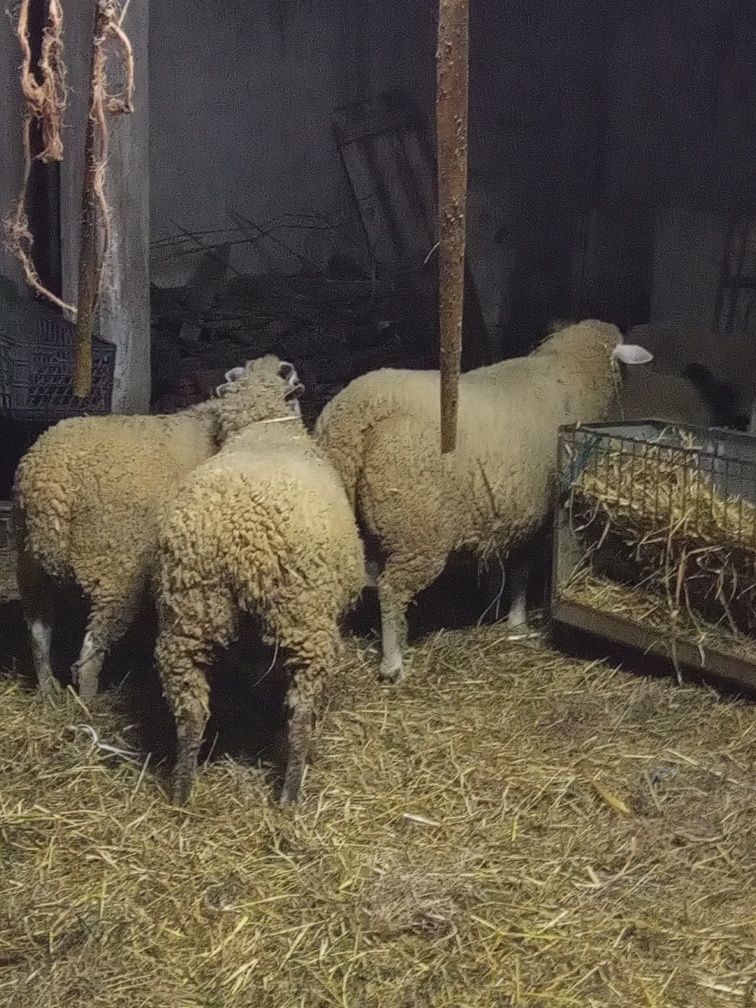 Ovelhas e carneiro