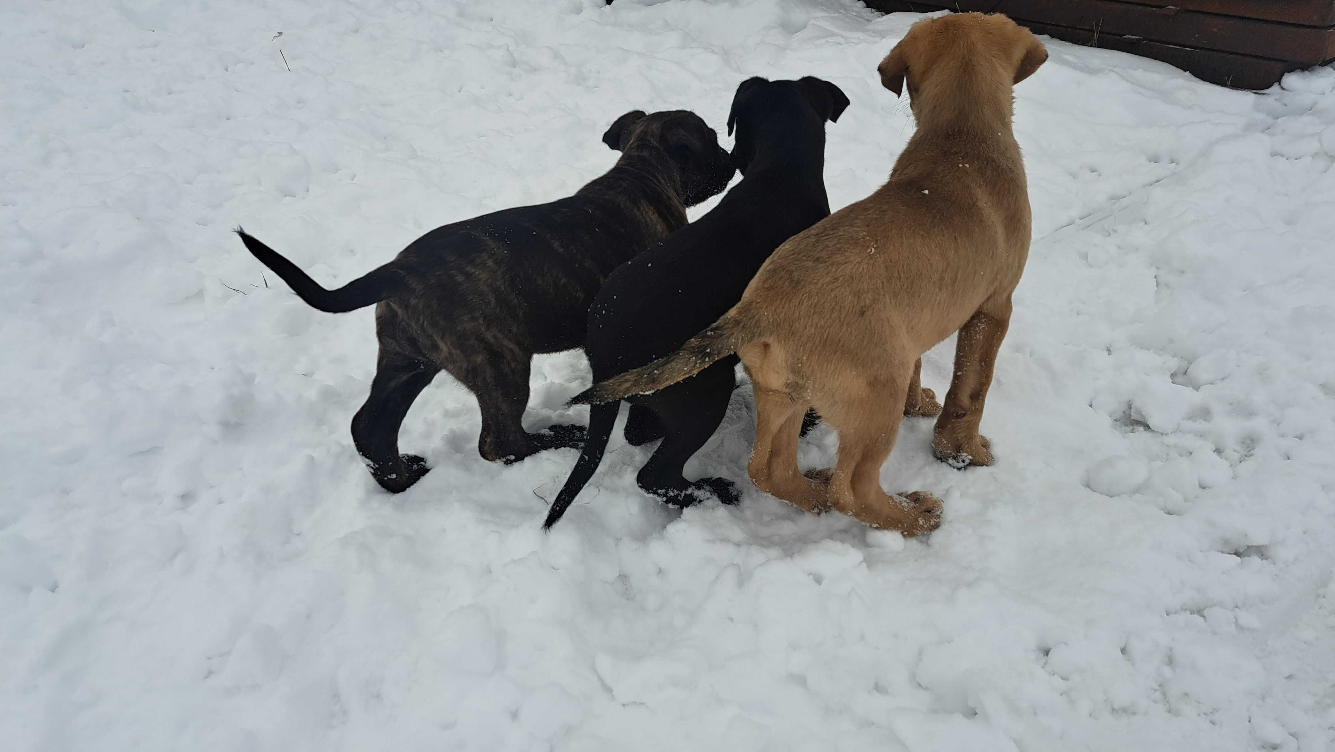 Cane corso suczka!