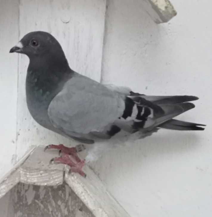 Lindo pombo correio linha de fundo