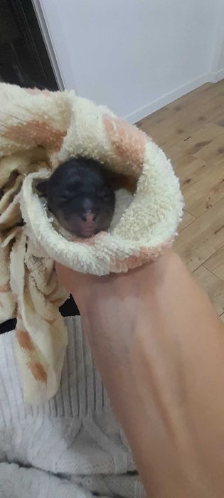 Міні йоркширський тер'єр, міні йорк