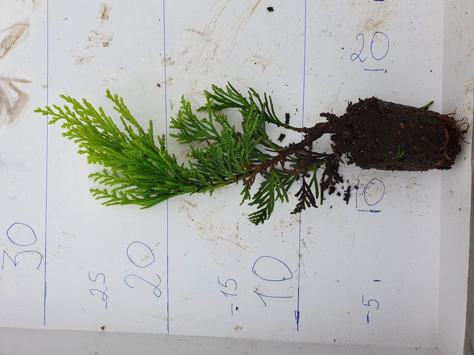 Купрессоципарис лейланда "Голд райдер" от 15см-50см черенок