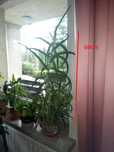 Aloes o wysokości 90cm i 110cm