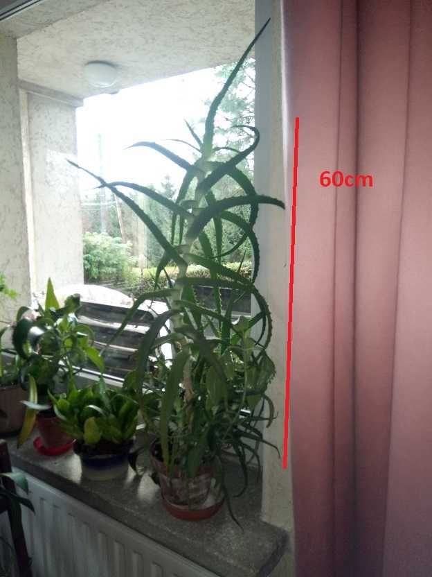 Aloes o wysokości 90cm i 110cm