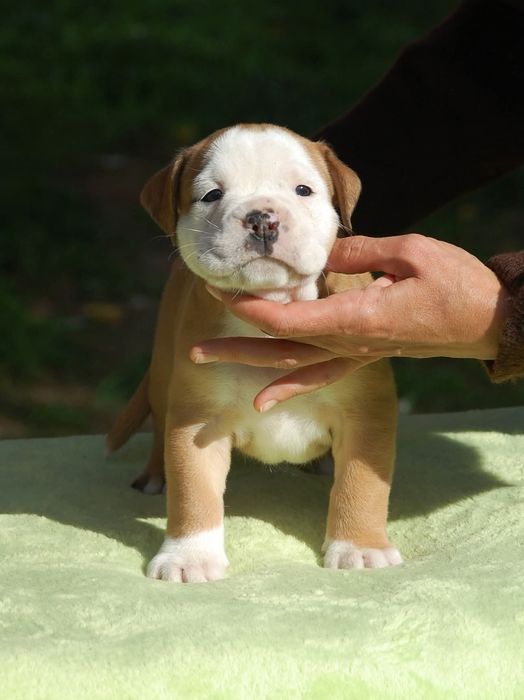 Buldog kontynentalny continental bulldog piękny samczyk