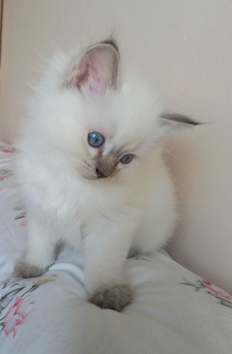 Biała Kruszynka Kotka Ragdoll