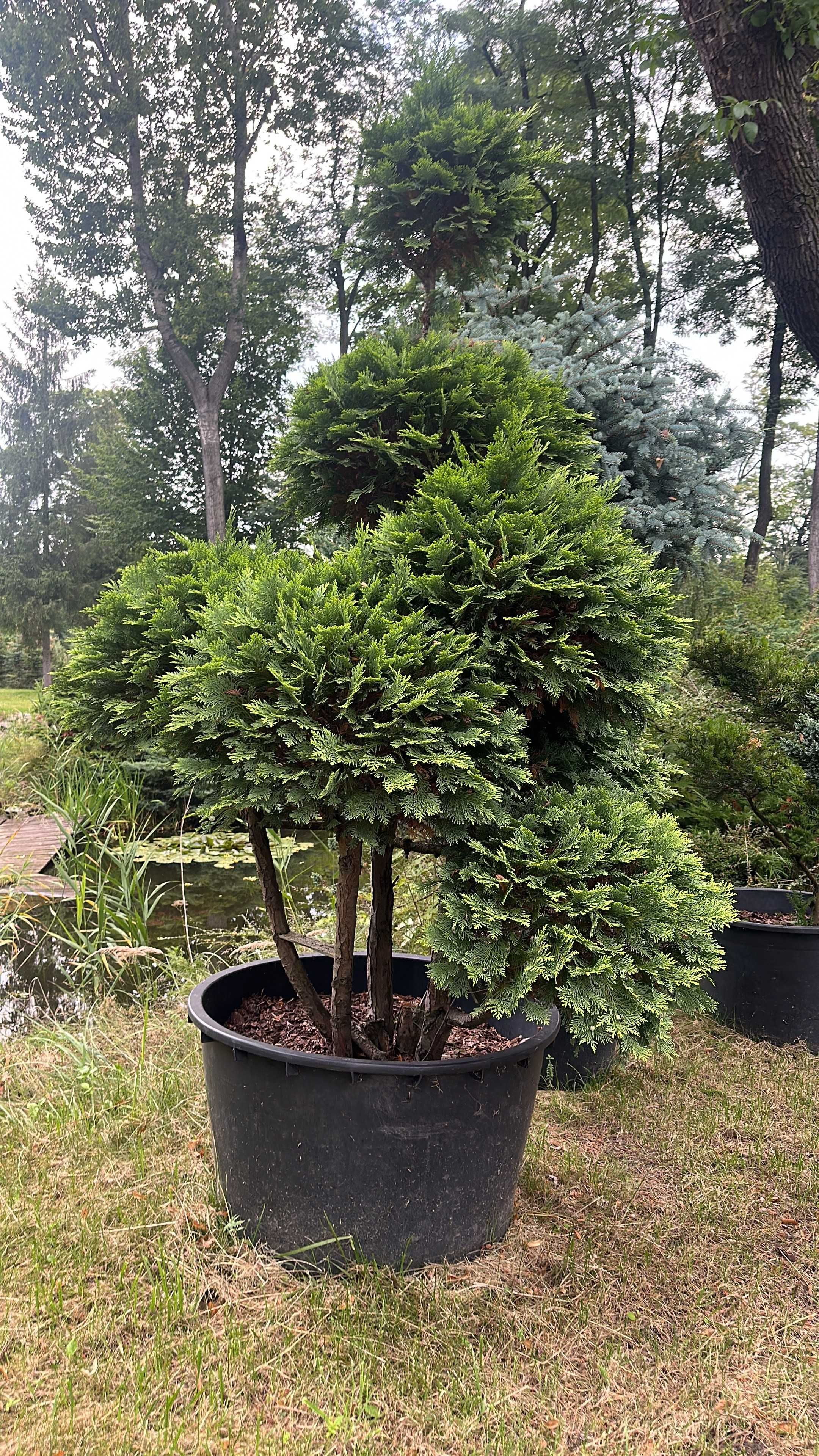 Krzewy formowane bonsai  Jałowiec Cis Cyprys Modrzew