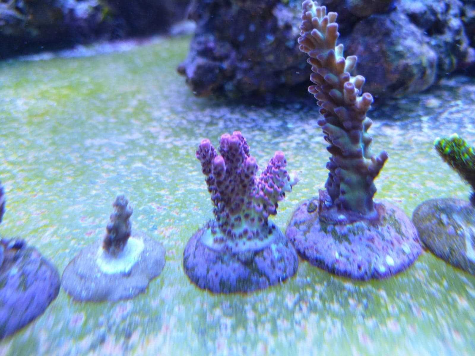 Acropora  koralowce sps szczepki akwarium morskie