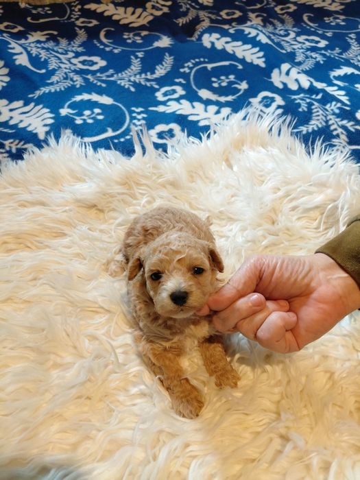 Maltipoo - suczka