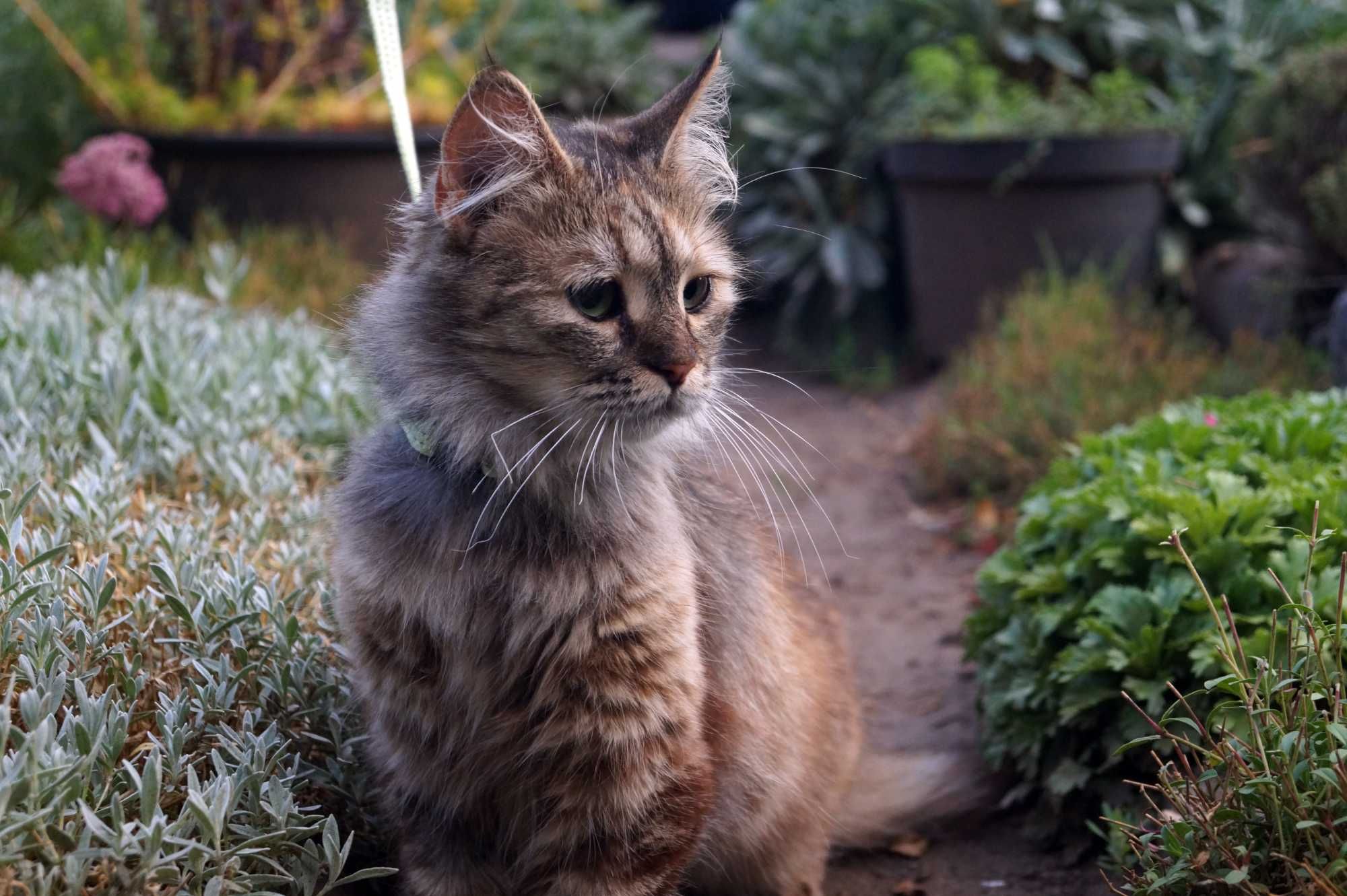 Игривая кошка ищет дом