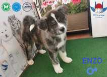 Akita inu japońska samiec ZKwP/FCI & AKIHO -rodz.badane importy Gdańsk