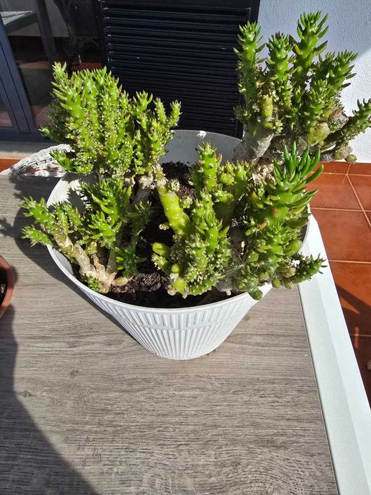 Plantas: Citronela, Catos, Aloe Vera, Sardinheiras