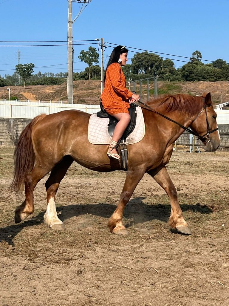 Egua pecheron montada e engatada