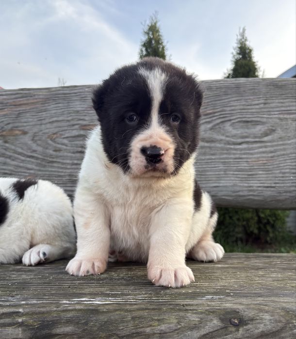 Owczarek środkowoazjatycki szczeniak