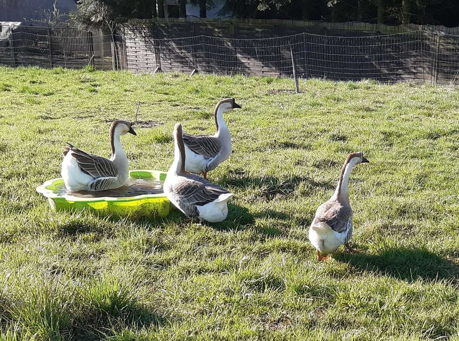 Gąska Kubańska, Indor Staropolski, KACZKI Biegus, ostatnie z 2025r