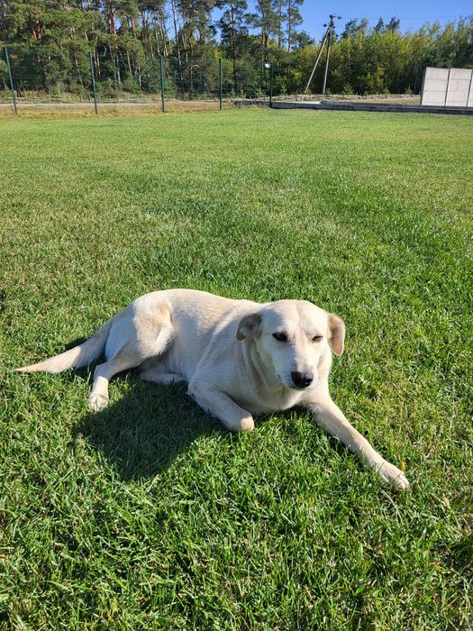 Віддамо двох стерилізованих дівчаток