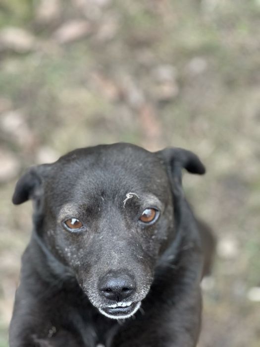 Шукаємо найкращу сімʼю для Жучка! Безкоштовно віддамо!