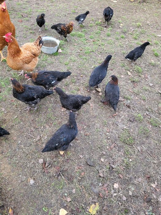 Kury koguty marans
