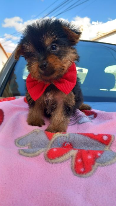 Yorkshire terrier  macho mini