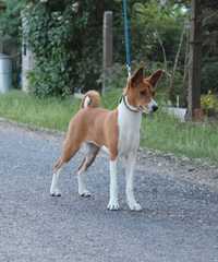 Piesek Basenji FCI