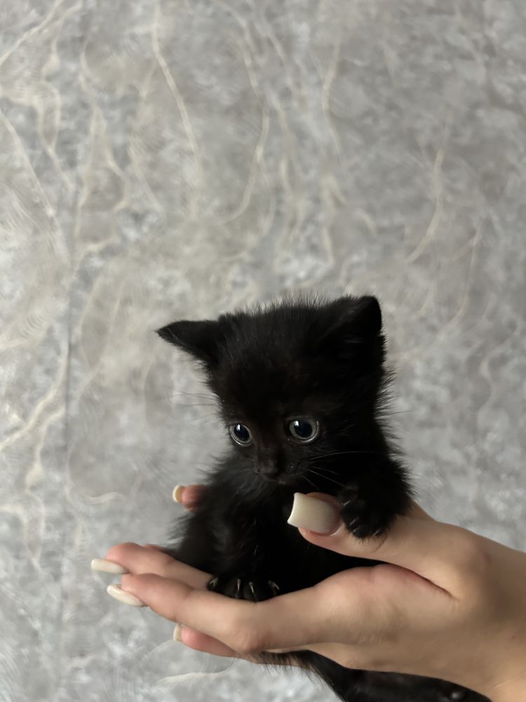 Віддам кошенят безкоштовно