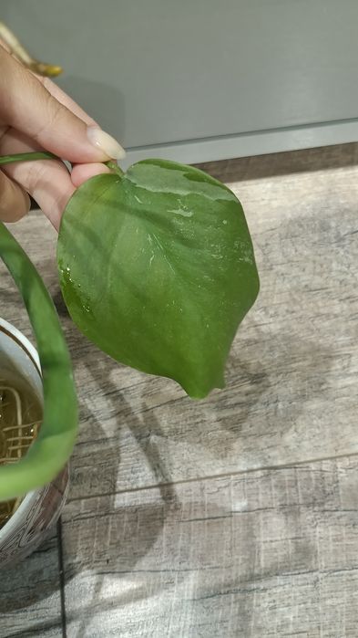 Продам монстеру Альба