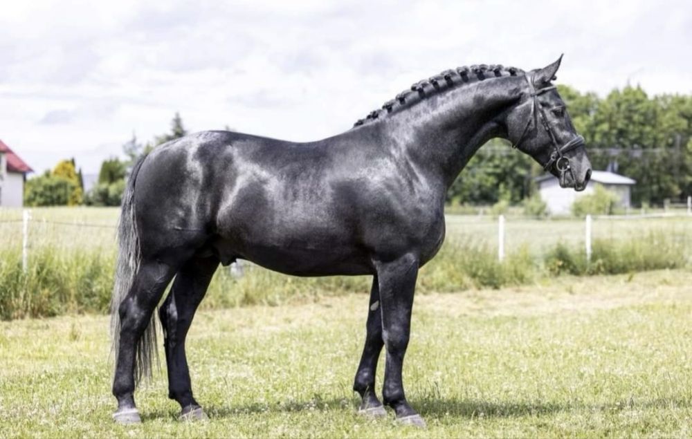 Ogier śląski Romario