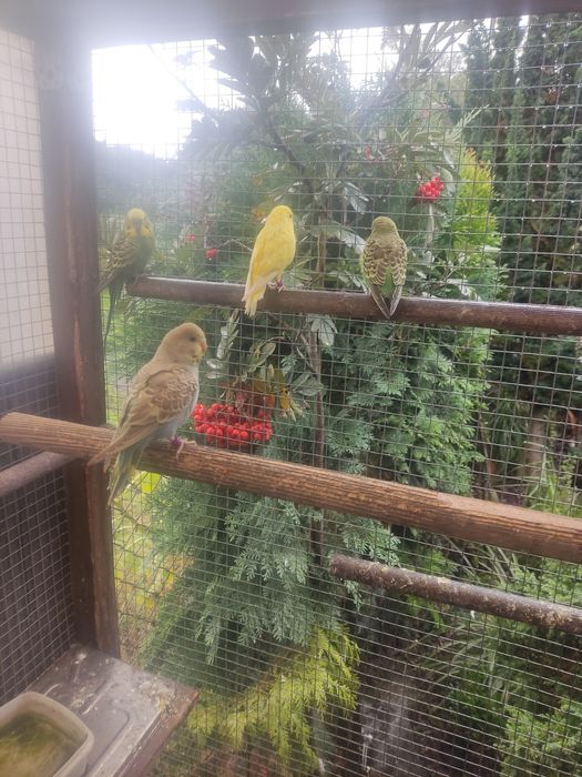 Sprzedam papugi faliste