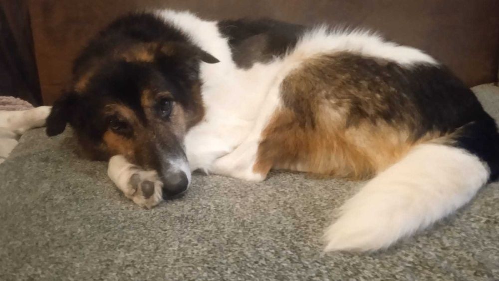 Nerunia szuka miejsca u boku Człowieka, który ją pokocha.