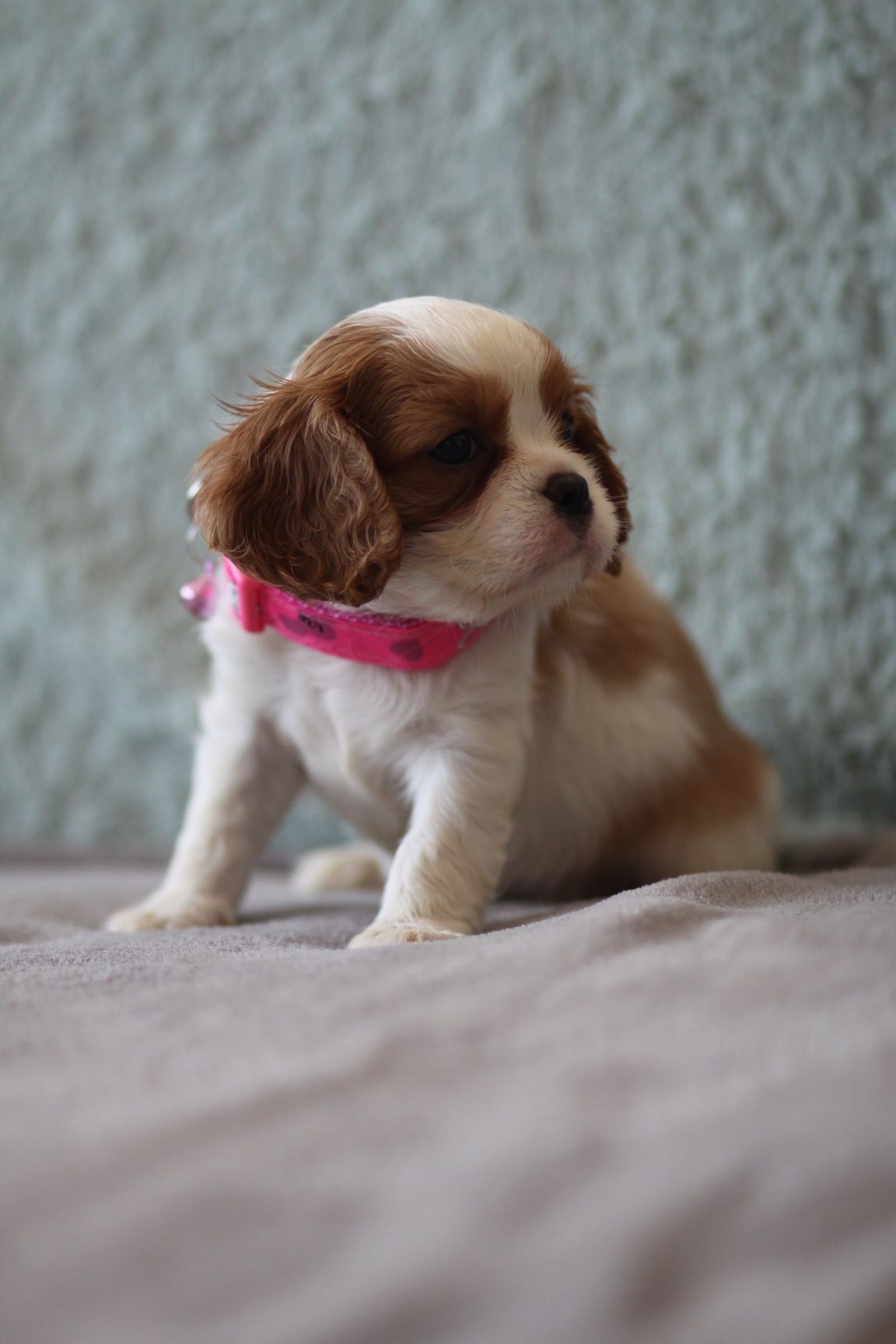 ***Cavalier King Charles Spaniel