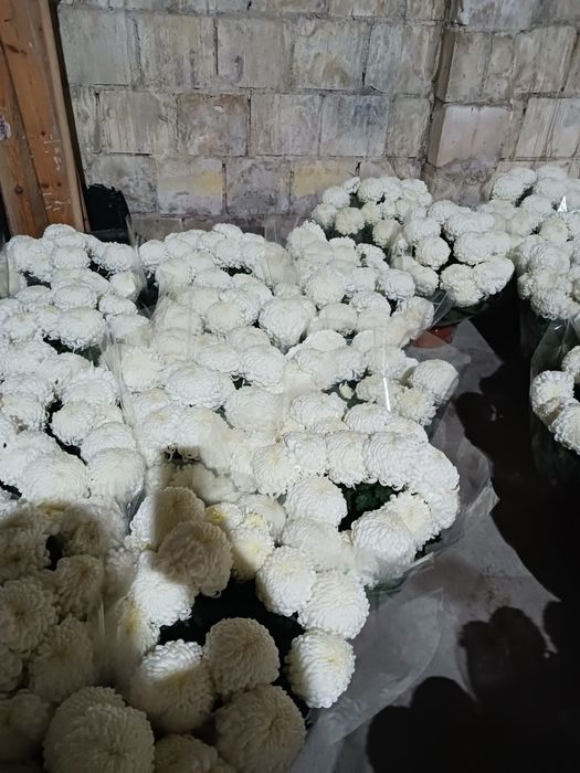 Chryzantemy Comodo Białe