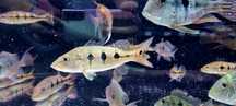 Cichla kelberi  (Peacock Bass)