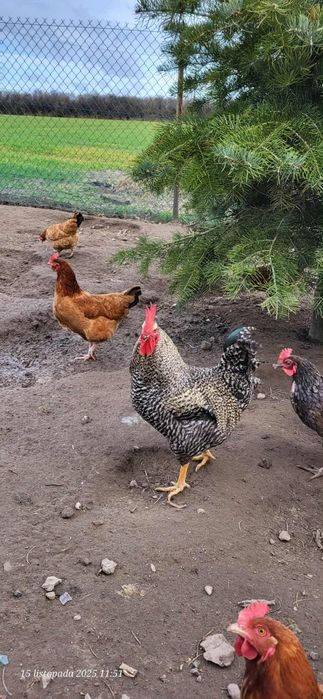Sprzedam 4 młode kogutki