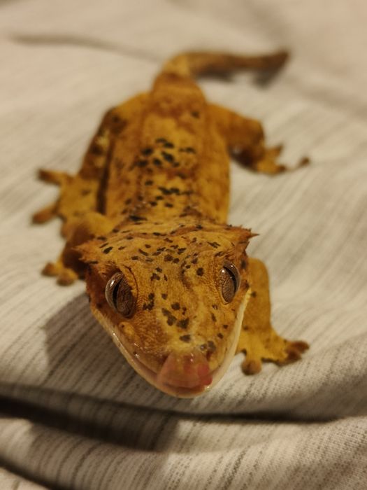 Hotel dla gadów box dojazd