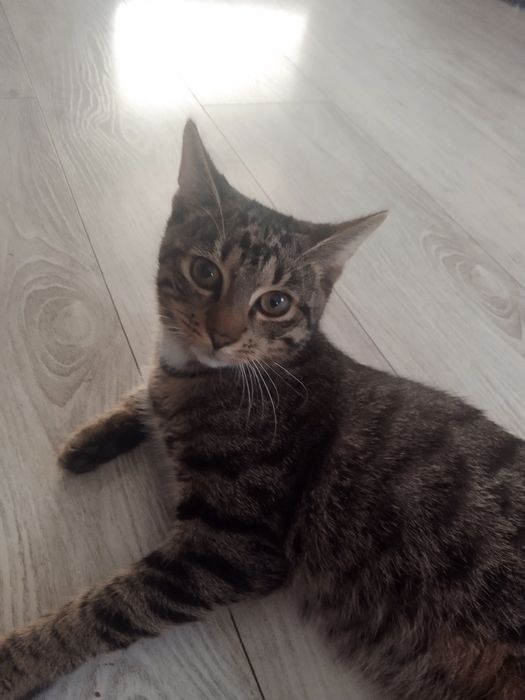 Oddam kocurka 6 miesięcznego