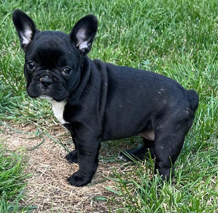 Piękny Buldog Francuski