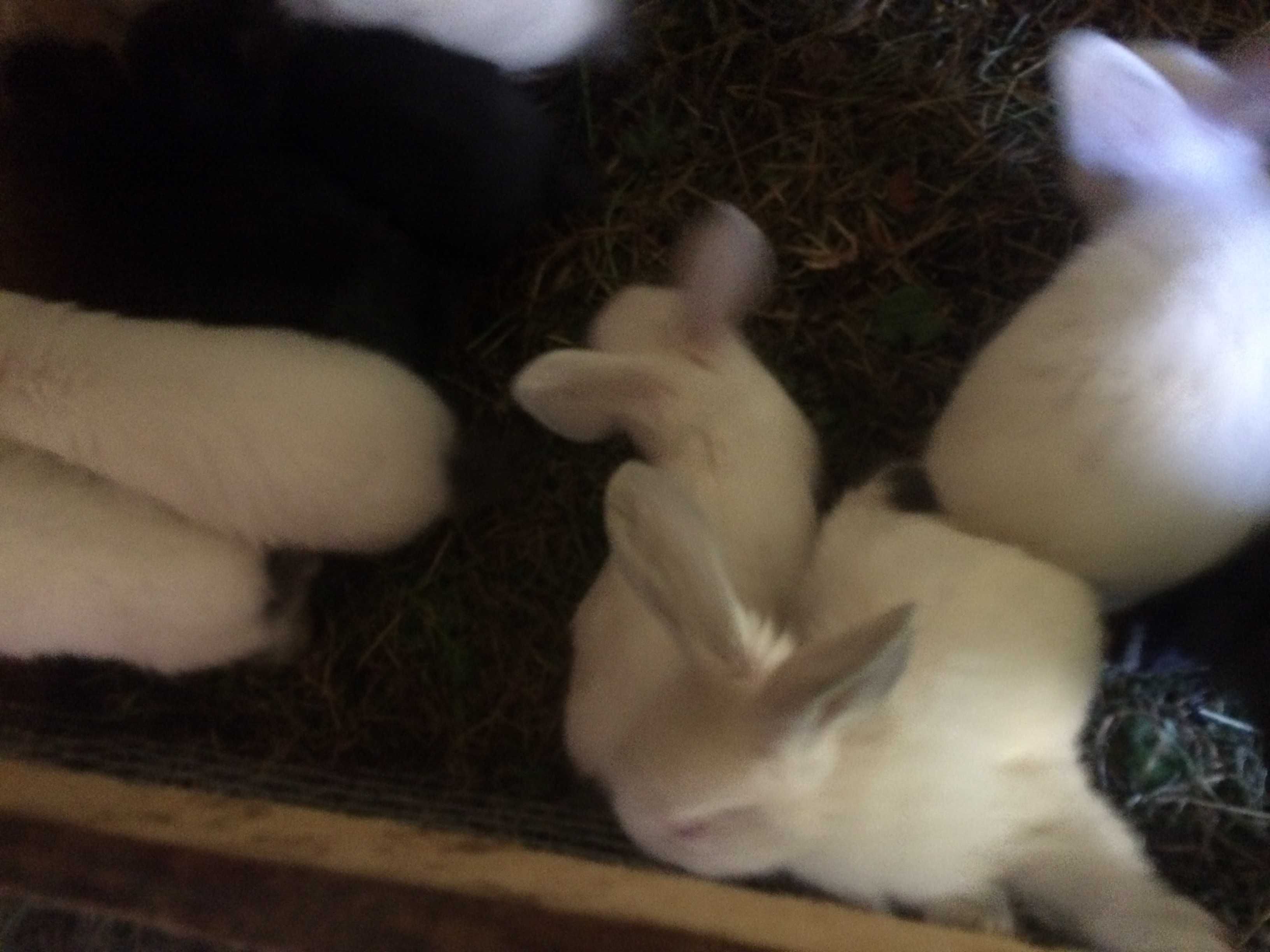 продам кролики і дорослі кролички різних порід