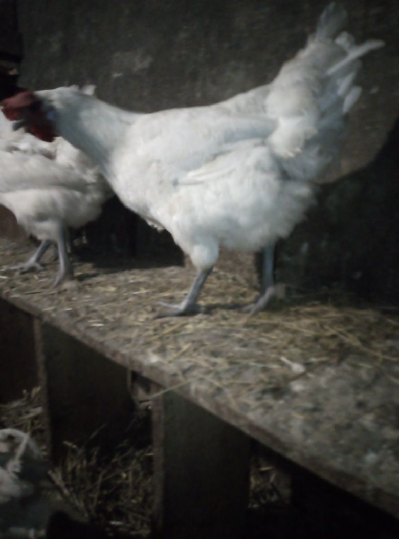 Кури курчата циплята інкубаційне яйце Бресс Гальський.