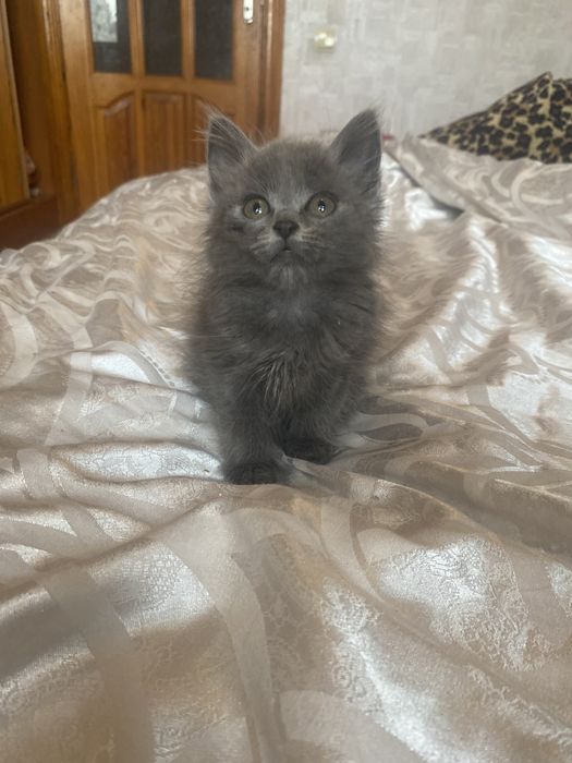 Самая классная малышка мейн - кун