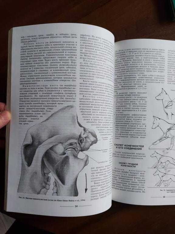 Анатомия собаки. Соматические системы. Учебник для вузов