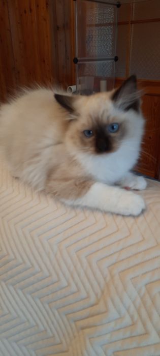 Ragdoll kocurek FPL po Championie