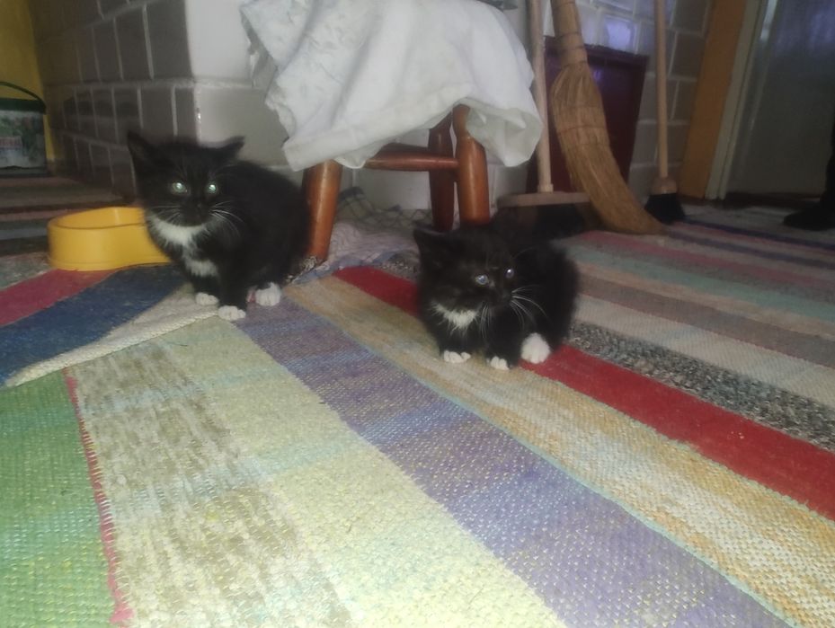 Śliczne kotki szukają domu 2 panny na wydaniu