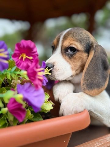 Śliczna suczka Beagle z rodowodem